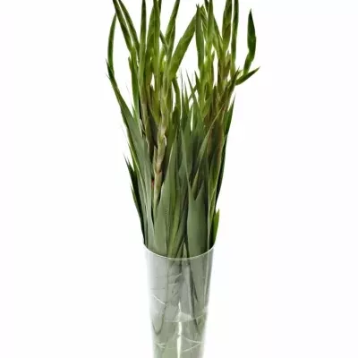 Gladiol GR VIOLET KING 100cm/50cm
