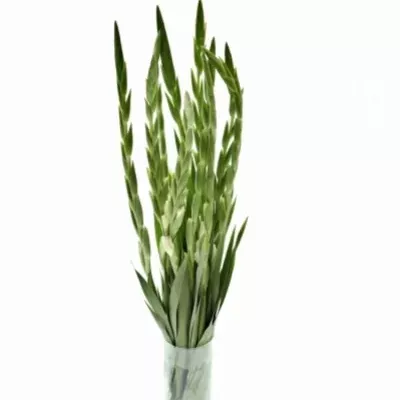 Gladiol GRAND PRIX
