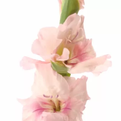 Gladiol GR ADRENALIN 120cm/60cm