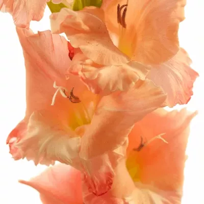 Gladiolus GR BEN Venuto