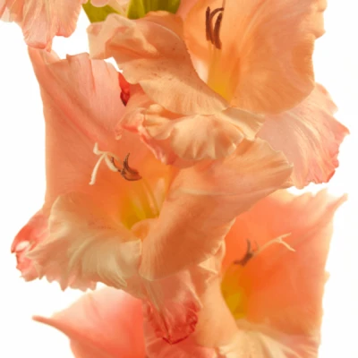 Gladiol GR BEN VENUTO 110cm/50cm