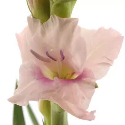 Gladiolus GR Cimarosa