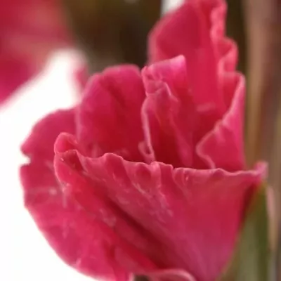GLADIOLUS GR FAIRYTALE PINK