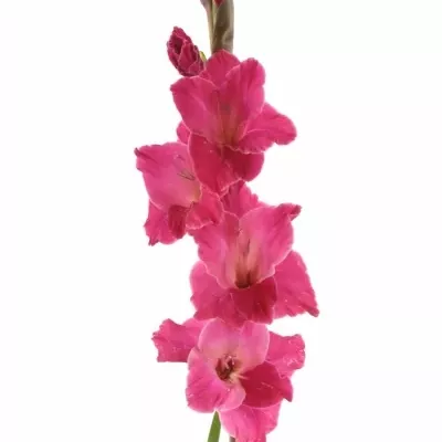 GLADIOLUS GR FAIRYTALE PINK