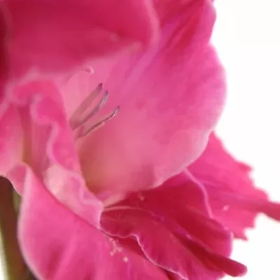 GLADIOLUS GR FAIRYTALE PINK
