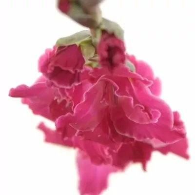 GLADIOLUS GR FAIRYTALE PINK