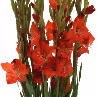 Gladiolus GR FORTUNA RED 110cm / 55cm