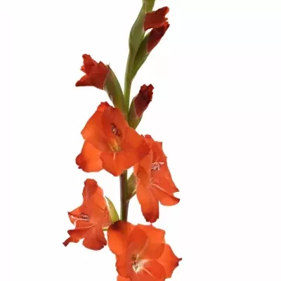 Gladiolus GR FORTUNA RED 110cm / 55cm