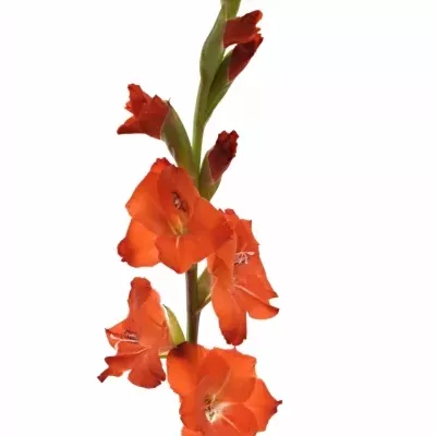 Gladiol GR FORTUNA RED 110cm/55cm