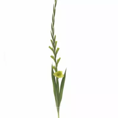 Gladiol GR GREEN STAR 120cm/55cm