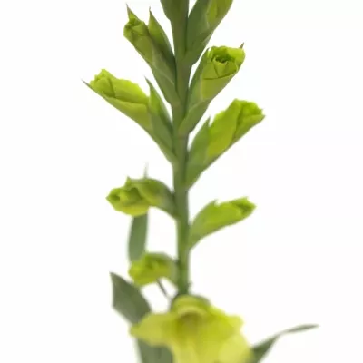 Gladiol GR GREEN STAR 120cm/55cm