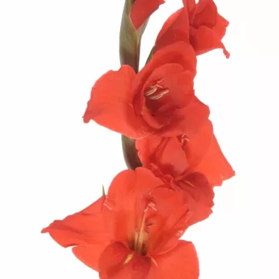 Gladiol GR MAGMA 90cm/30cm