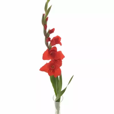 Gladiol GR MAGMA 90cm/30cm