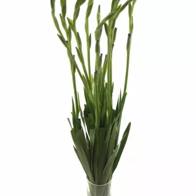 GLADIOLUS GR MOJITO 