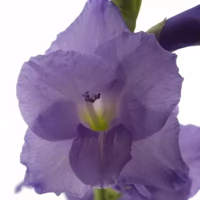 GLADIOLUS GR MOJITO 