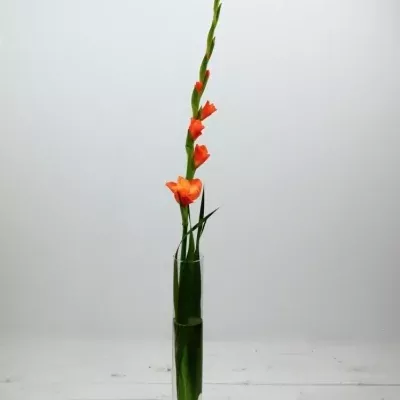 Gladiol GR OVATIE 115cm/50cm