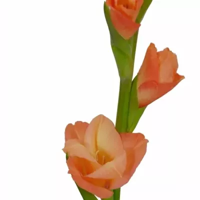 Gladiol GR OVATIE 115cm/50cm