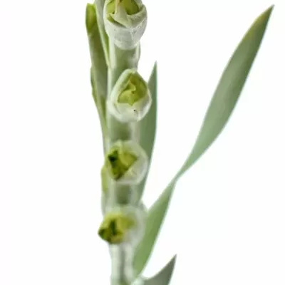 GLADIOLUS GR PRIMA VERDE 100cm/30cm