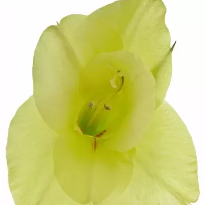 Gladiolus GR PRIMA VERDE 100cm / 30cm