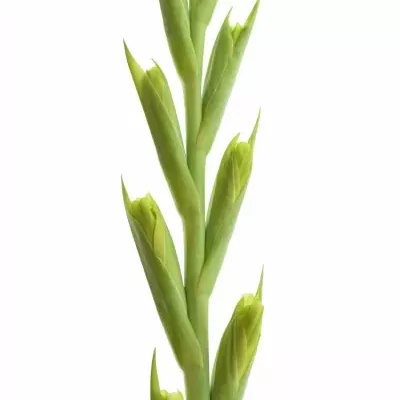 GLADIOLUS GR PRIMA VERDE 100cm/30cm