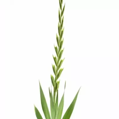 GLADIOLUS GR PRIMA VERDE 100cm/30cm