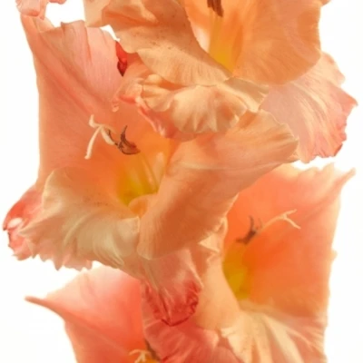 Gladiol GR PRISCILLA 100cm/40cm