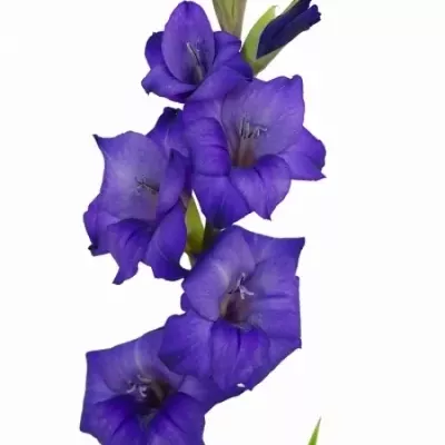 Gladiol GR PURPLE FLORA 95cm/30cm