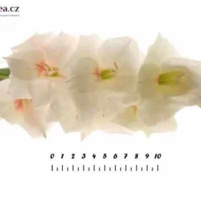 Gladiol GR RIGOLETTO 120cm/55cm