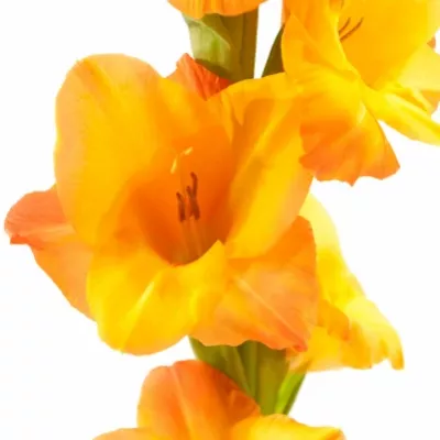 Gladiol GR ROAYL CLASS 115cm/45cm