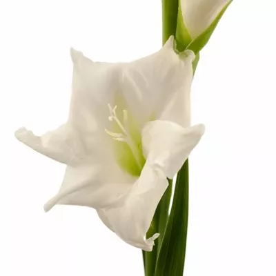 GLADIOLUS GR SNOWDON 
