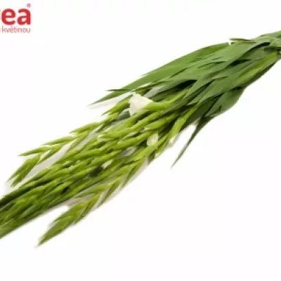 GLADIOLUS GR SNOWDON 