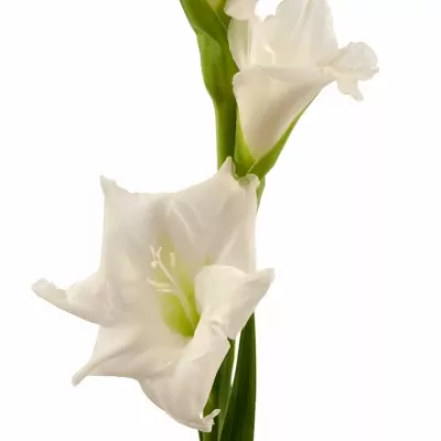 Gladiolus GR Snowdon