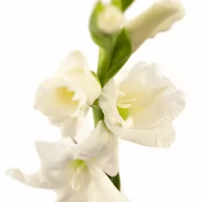 GLADIOLUS GR SNOWDON 