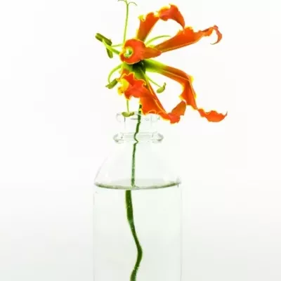 Lilie popínavá EXOTIC ORANGE 