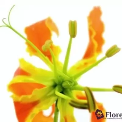 Lilie popínavá EXOTIC ORANGE 