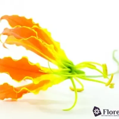 Lilie popínavá EXOTIC ORANGE 