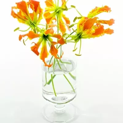 Lilie popínavá EXOTIC ORANGE 