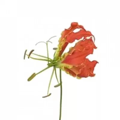 Lilie popínavá LEONELLA 20cm