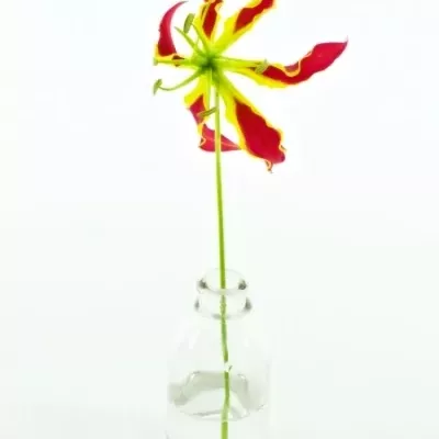 Lilie popínavá PIROS KORT 20cm