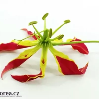 Lilie popínavá PIROS KORT 20cm