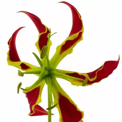 Lilie popínavá PIROSKA 20cm