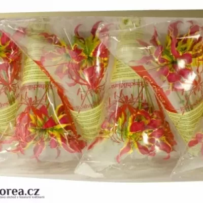 Lilie popínavá PIROS KORT 20cm