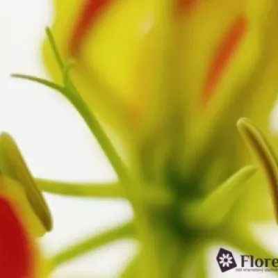 Lilie popínavá PIROS KORT 20cm