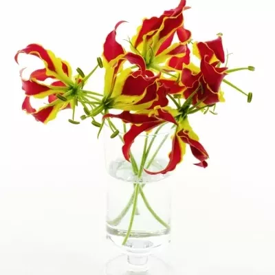 Lilie popínavá PIROS KORT 20cm