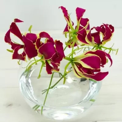 Lilie popínavá ROTHSCHILDIANA 20cm