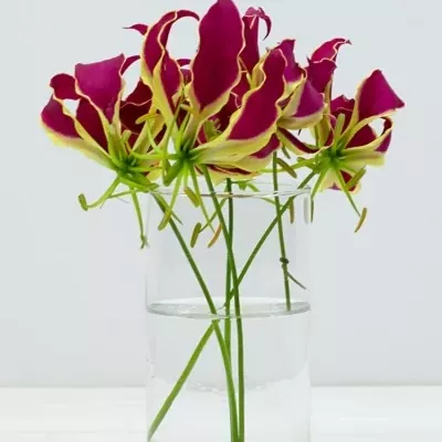 Lilie popínavá ROTHSCHILDIANA 20cm