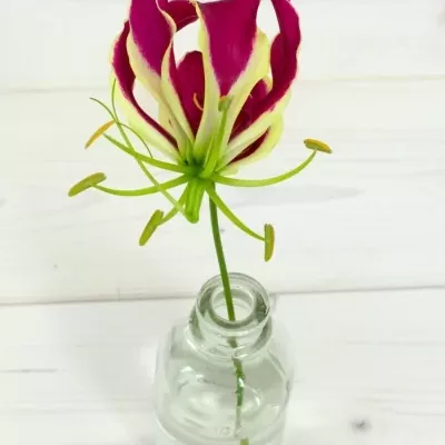 Lilie popínavá ROTHSCHILDIANA 20cm