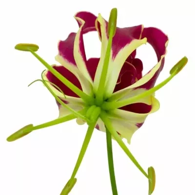 Lilie popínavá ROTHSCHILDIANA 20cm