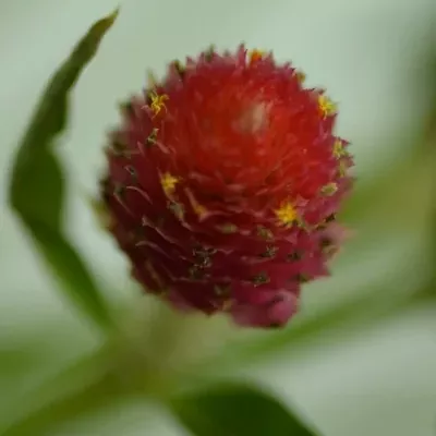 GOMPHRENA GLOBOSA 60cm