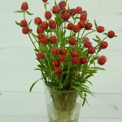 GOMPHRENA GLOBOSA 60cm